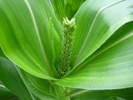 トウモロコシの雄花