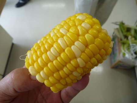 トウモロコシ