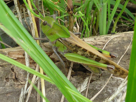 トノサマバッタ