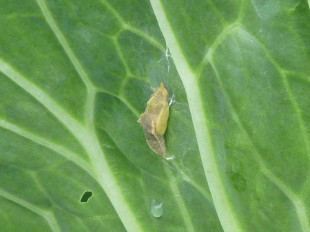 モンシロチョウ