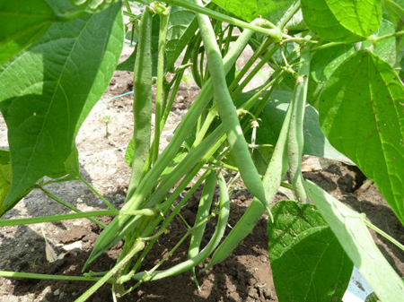 蔓無しインゲン