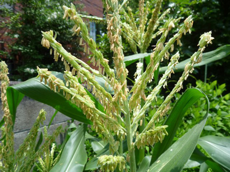 トウモロコシの雄花