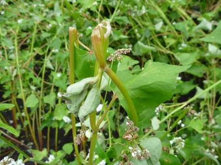 蕎麦は空芯菜