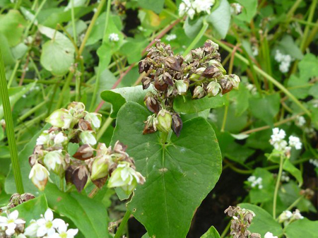 垂れ下がった枝