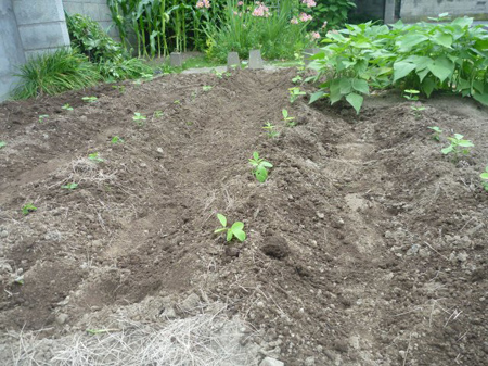 晩成種の埼玉在来