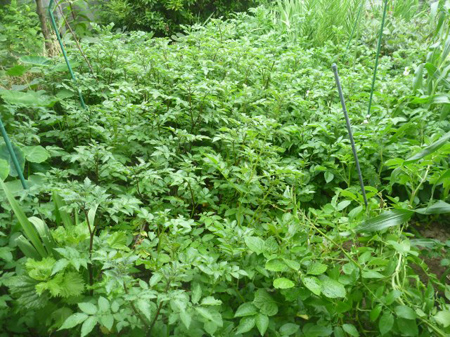 ジャガイモの葉