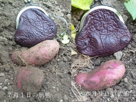 紫のジャガイモ