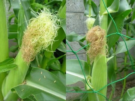 収穫時期の見極め