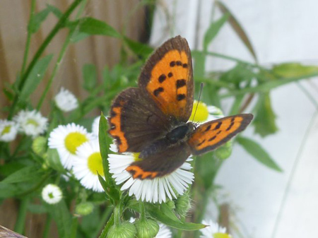 ベニシジミチョウ
