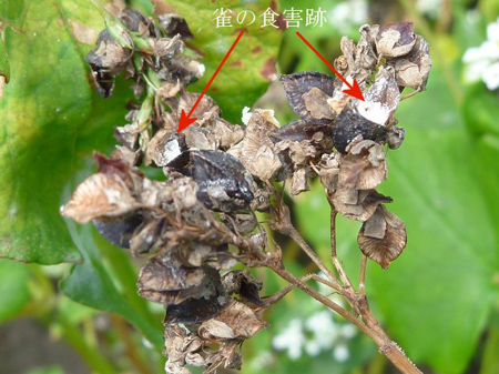 台風４号の被害