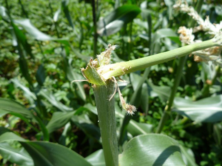 折れてしまいます