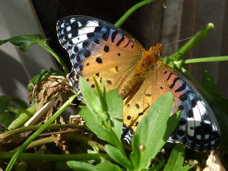 パンジーへツマグロヒョウモンチョウ
