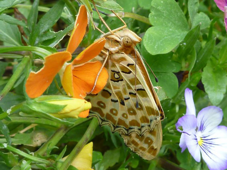 ツマグロヒョウモンチョウ