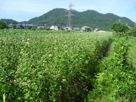 蕎麦畑