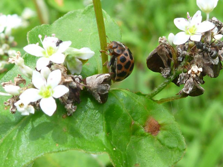 タデ食う虫も好き好き