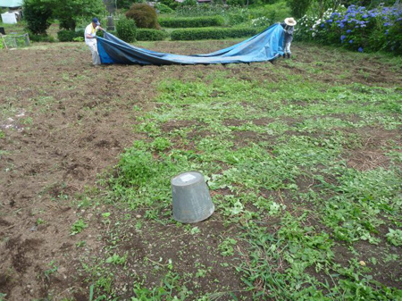 隠れていた雑草