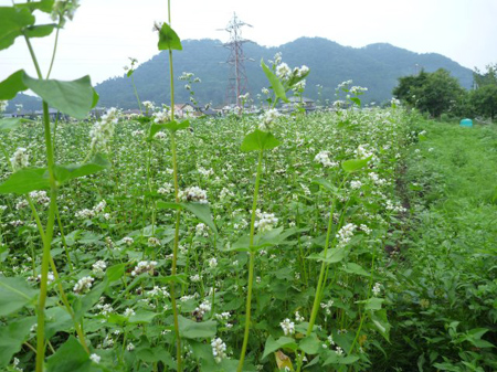 第二蕎麦畑