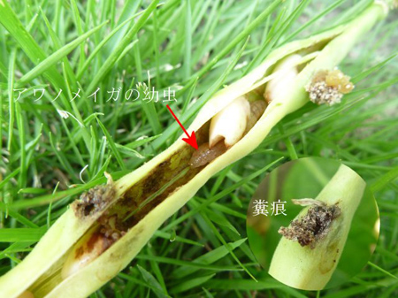 アワノメイガ