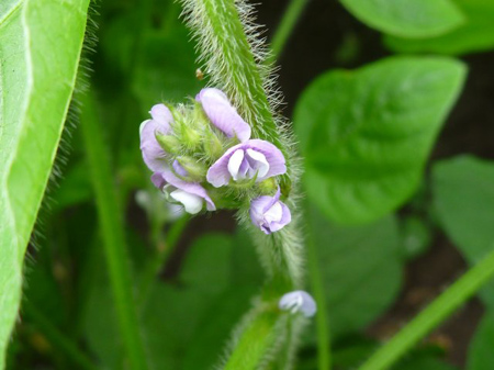 大豆の花