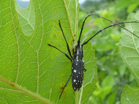 ゴマダラカミキリムシ