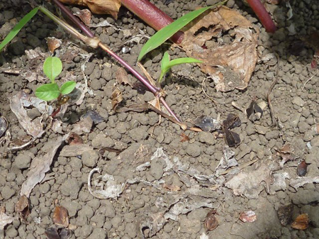 実が入っていない