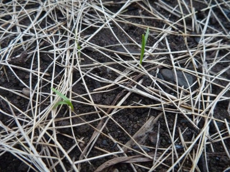 サラダほうれん草