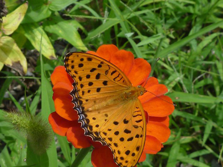 キタテハチョウ