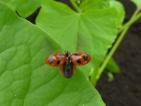 ナナホシテントウムシ