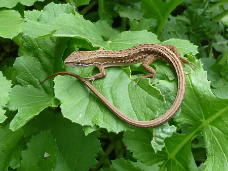 ニホンカナヘビ