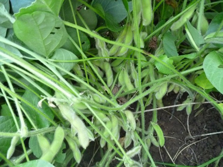 晩生種の地大豆