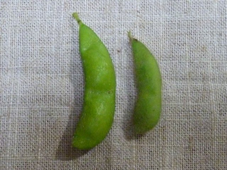 埼玉地大豆・秘伝大豆