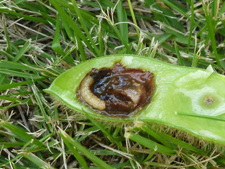 ダイズシンクイムシ