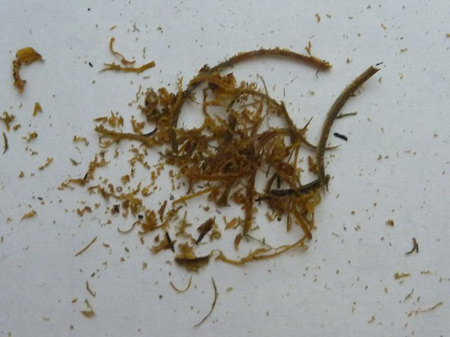 ヘリコイドグリス