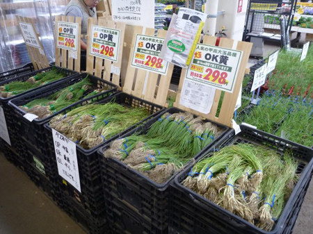 玉葱の苗
