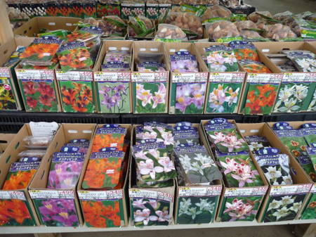 アストロメリア