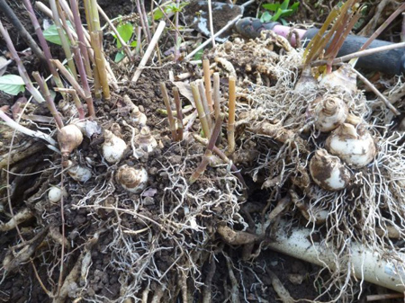 アストロメリア