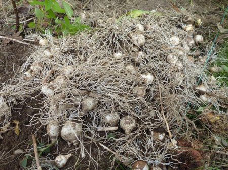 ラッパスイセン