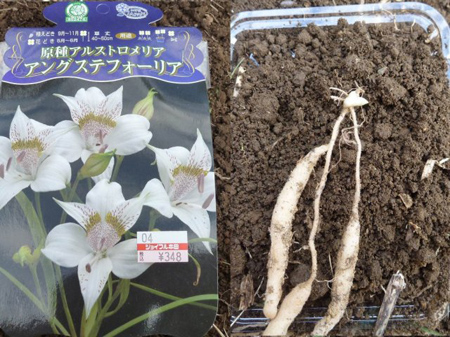 アストロメリアの