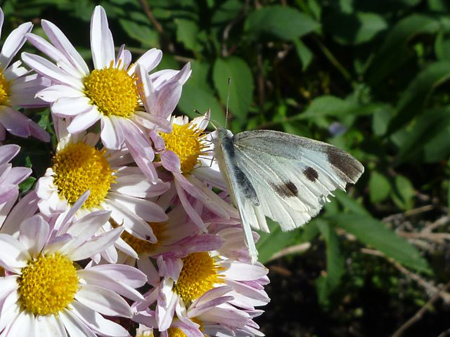 モンシロチョウ