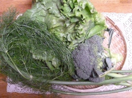 レタス・ブロッコリー・フェンネル