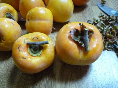 甘柿の穂を接ぎ木