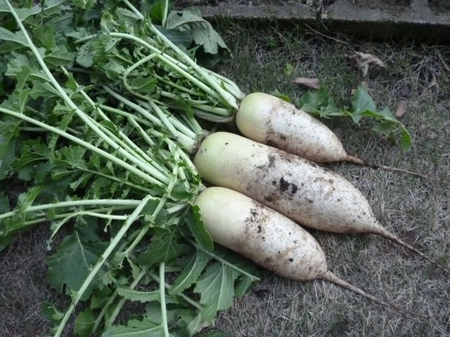 成長してくれました