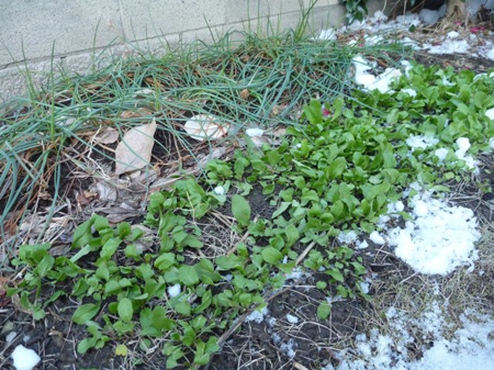 ルッコラとエシャロット