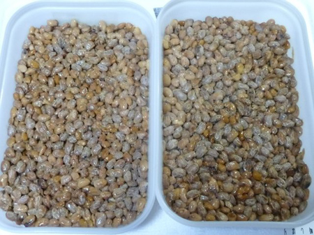 ２日ほど冷蔵庫