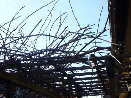 枝を切り詰めていきます