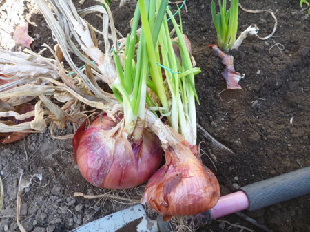 玉葱
