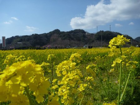 菜の花畑