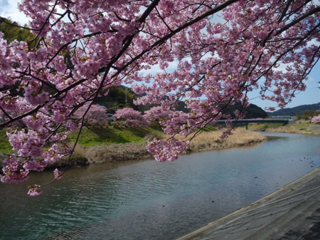 河津桜