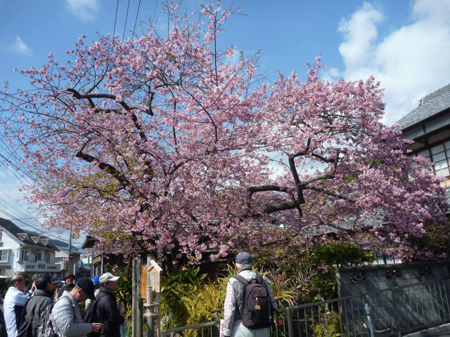 河津桜
