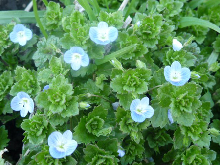 オオイヌスグリ